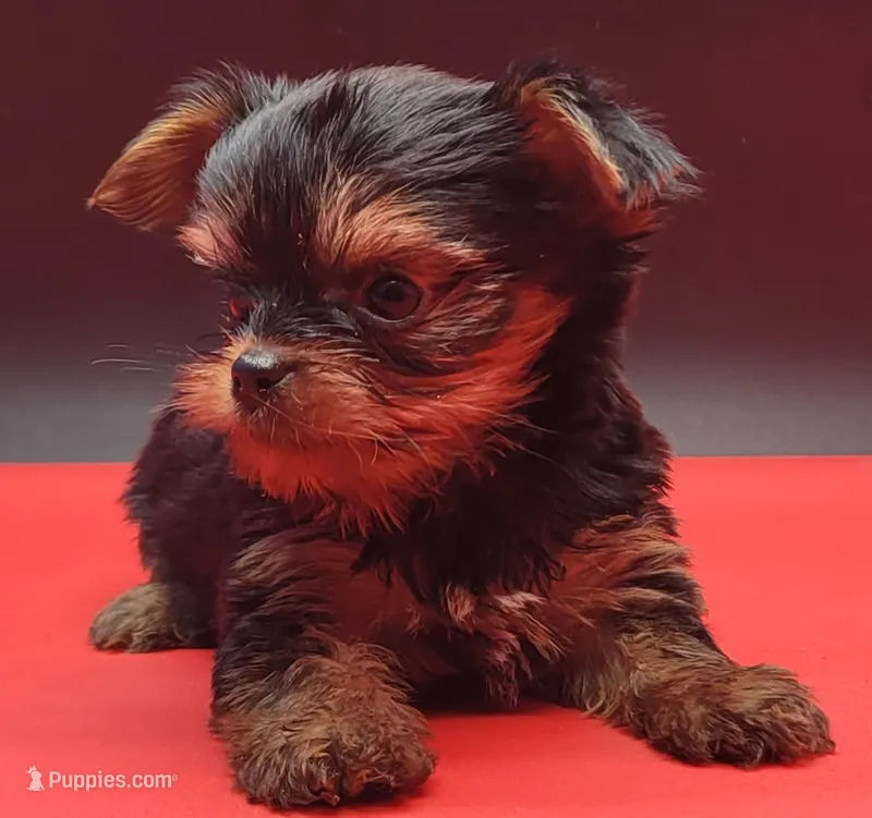 Spike – Yorkshire Terrier puppy for sale in Los Angeles, CA