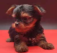 Spike, a male Yorkshire Terrier for sale in Los Angeles, CA – 1 of 5