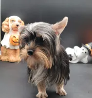 Kobe, a male Yorkshire Terrier for sale in Los Angeles, CA – 4 of 4