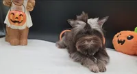 Hershey, a female Yorkshire Terrier for sale in Los Angeles, CA – 1 of 8