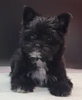 Blackie, a female Yorkshire Terrier for sale in Los Angeles, CA – 3 of 7