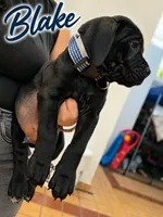Blackie, a male Cane Corso for sale in Los Angeles, CA – 1 of 4