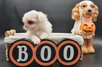 Blanca, a female Maltese for sale in Los Angeles, CA – 7 of 8