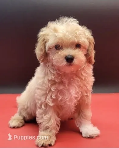 Sparkie – Maltipoo puppy for sale in Los Angeles, CA