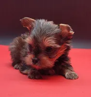Cindy, a female Yorkshire Terrier for sale in Los Angeles, CA – 4 of 5