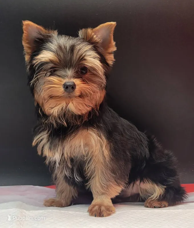 Clyde – Yorkshire Terrier puppy for sale in Los Angeles, CA