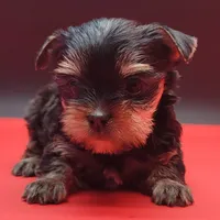 Daisy, a female Yorkshire Terrier for sale in Los Angeles, CA – 2 of 4