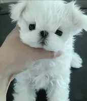 Minnie, a female Maltese for sale in Los Angeles, CA – 1 of 1