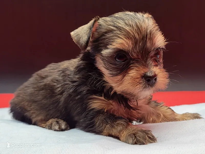 Sable – Yorkshire Terrier puppy for sale in Los Angeles, CA