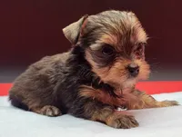 Sable, a female Yorkshire Terrier for sale in Los Angeles, CA – 1 of 5