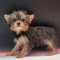 Lily, a female Yorkshire Terrier for sale in Los Angeles, CA – 4 of 6