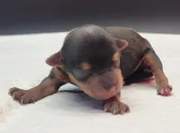 Mickey, a male Yorkshire Terrier for sale in Los Angeles, CA – Photo 4 of 7