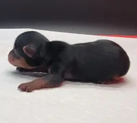 Mickey, a male Yorkshire Terrier for sale in Los Angeles, CA – Photo 3 of 7