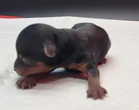 Mickey, a male Yorkshire Terrier for sale in Los Angeles, CA – Photo 2 of 7