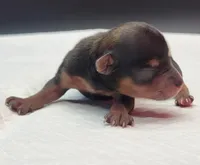 Mickey, a male Yorkshire Terrier for sale in Los Angeles, CA – Photo 5 of 7