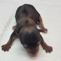 Mickey, a male Yorkshire Terrier for sale in Los Angeles, CA – Photo 7 of 7