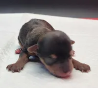 Mickey, a male Yorkshire Terrier for sale in Los Angeles, CA – Photo 6 of 7