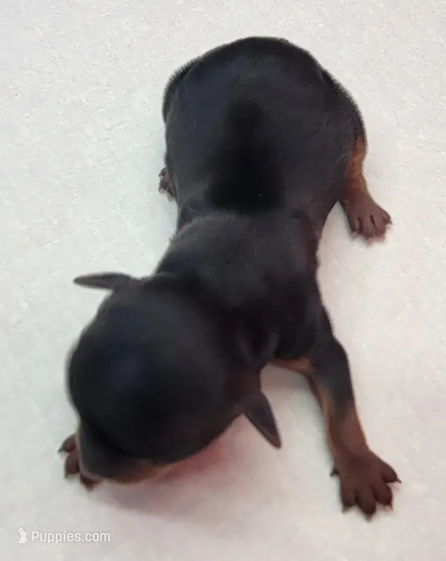 Mickey – Yorkshire Terrier puppy for sale in Los Angeles, CA