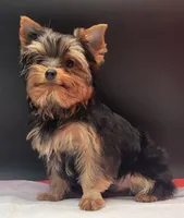 Clyde, a male Yorkshire Terrier for sale in Los Angeles, CA – 2 of 7
