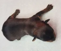 Cindy, a female Yorkshire Terrier for sale in Los Angeles, CA – Photo 5 of 5