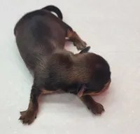 Cindy, a female Yorkshire Terrier for sale in Los Angeles, CA – Photo 3 of 5