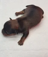 Cindy, a female Yorkshire Terrier for sale in Los Angeles, CA – Photo 2 of 5