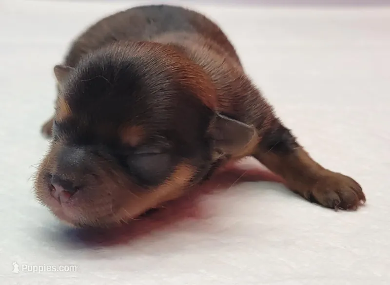 Cindy – Yorkshire Terrier puppy for sale in Los Angeles, CA