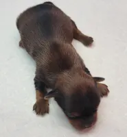 Cindy, a female Yorkshire Terrier for sale in Los Angeles, CA – Photo 4 of 5