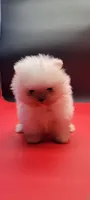Snow White, a female Pomeranian for sale in Los Angeles, CA – 2 of 3