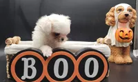 Blanca, a female Maltese for sale in Los Angeles, CA – 4 of 8
