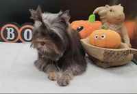 Hershey, a female Yorkshire Terrier for sale in Los Angeles, CA – 5 of 8