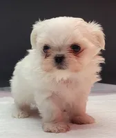 Chanel, a female Maltese for sale in Los Angeles, CA – 5 of 7