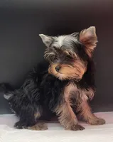 Bella, a female Yorkshire Terrier for sale in Los Angeles, CA – 6 of 7