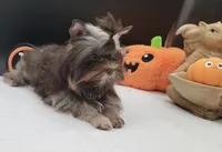 Hershey, a female Yorkshire Terrier for sale in Los Angeles, CA – 3 of 8