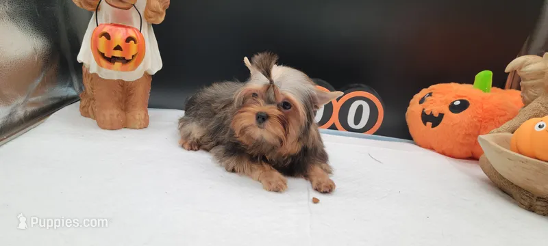 Daisy – Yorkshire Terrier puppy for sale in Los Angeles, CA