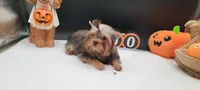 Daisy, a female Yorkshire Terrier for sale in Los Angeles, CA – 1 of 7