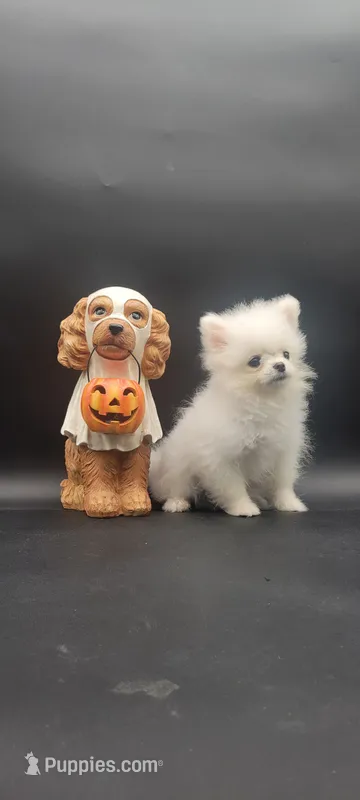 Benzo – Pomeranian puppy for sale in Los Angeles, CA