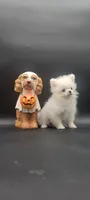 Benzo, a male Pomeranian for sale in Los Angeles, CA – 1 of 2