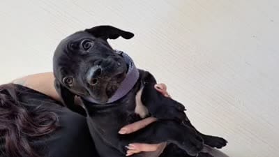 Tyga, a male Cane Corso for sale in Los Angeles, CA – 3 of 5