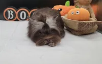 Hershey, a female Yorkshire Terrier for sale in Los Angeles, CA – 6 of 8