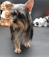 Kobe, a male Yorkshire Terrier for sale in Los Angeles, CA – 2 of 4
