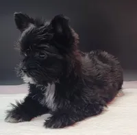 Blackie, a female Yorkshire Terrier for sale in Los Angeles, CA – 6 of 7