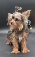 Daisy, a female Yorkshire Terrier for sale in Los Angeles, CA – 4 of 5