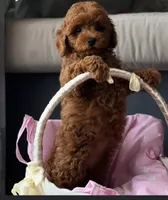 Red Girl, a female Poodle - Toy  for sale in Los Angeles, CA – Photo 2 of 2