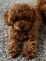 Red Girl, a female Poodle - Toy  for sale in Los Angeles, CA – Photo 1 of 2