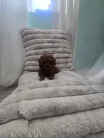 Ginger, a female Poodle - Toy  for sale in Los Angeles, CA – 2 of 3