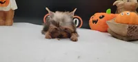 Daisy, a female Yorkshire Terrier for sale in Los Angeles, CA – 5 of 7