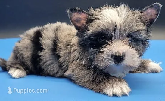 TIGGA, a male Yorkshire Terrier for sale in Los Angeles, CA – Photo 1 of 1