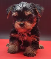 Kobe, a male Yorkshire Terrier for sale in Los Angeles, CA – 7 of 9