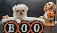 Blanca, a female Maltese for sale in Los Angeles, CA – 5 of 8